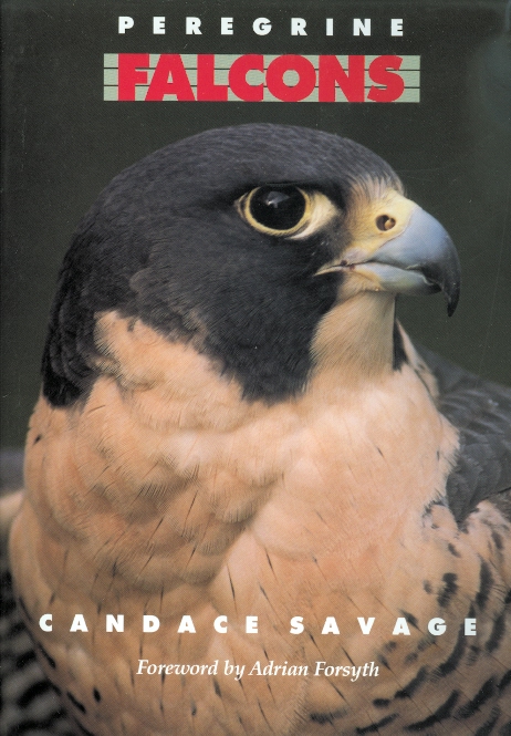 Image for PEREGRINE FALCONS.